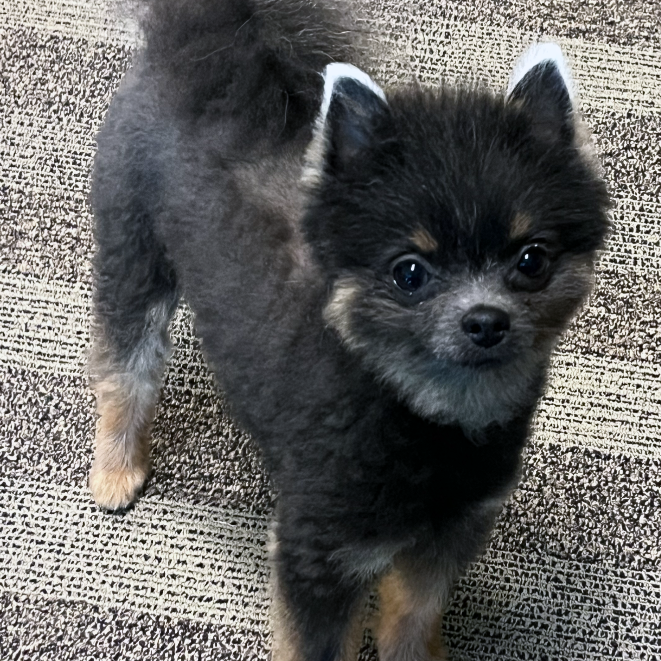 Oso Cares Unofficial/ Official Director of Comfort